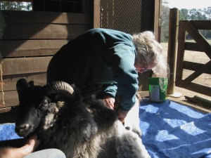 Sheep shearing at Laura's farm