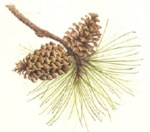 Here's to the long-leaf pine