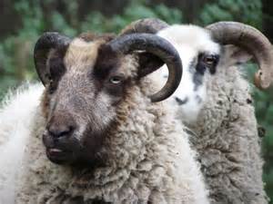 Shetland Sheep