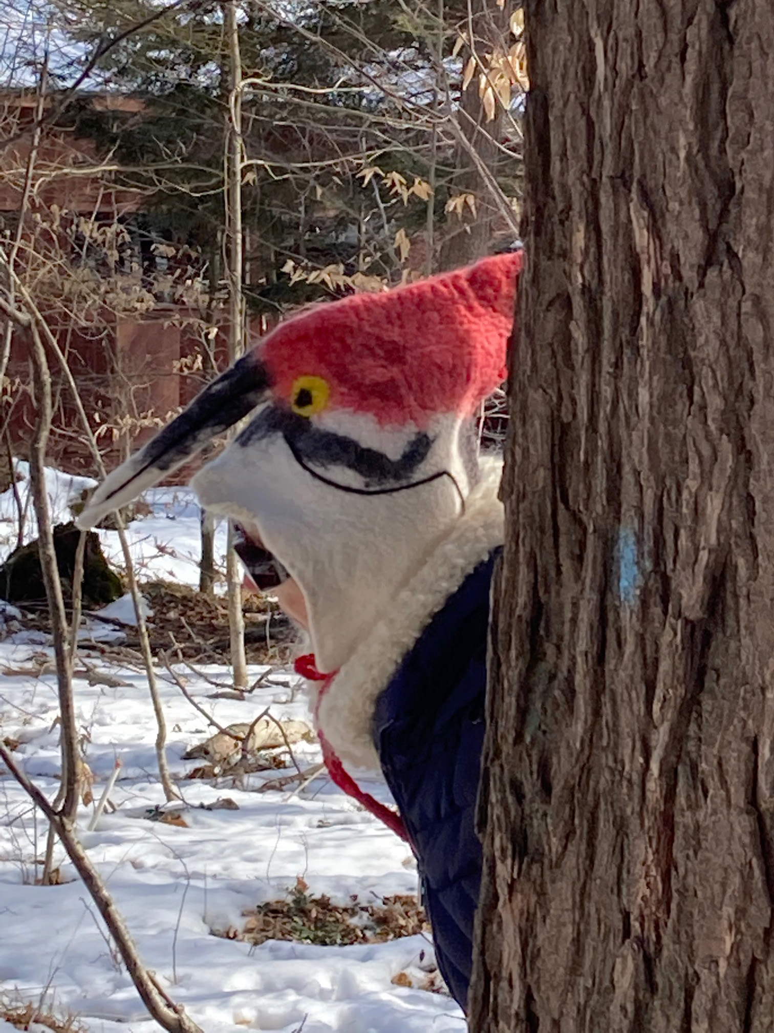 Piliated woodpecker hat